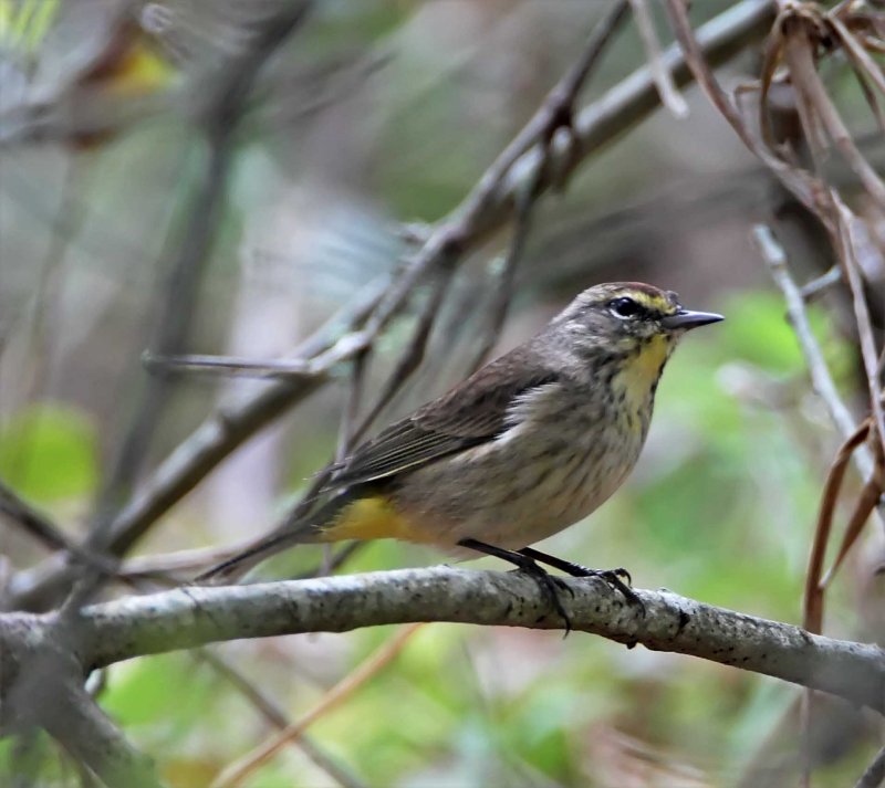 Palm Warbler_6716.jpg