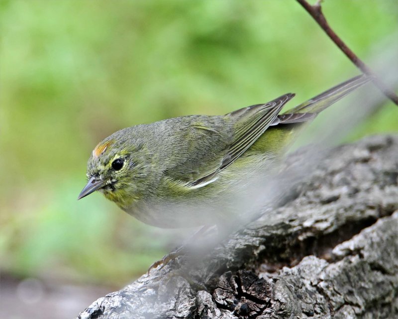 Orange-crowned Warbler_7104.jpg