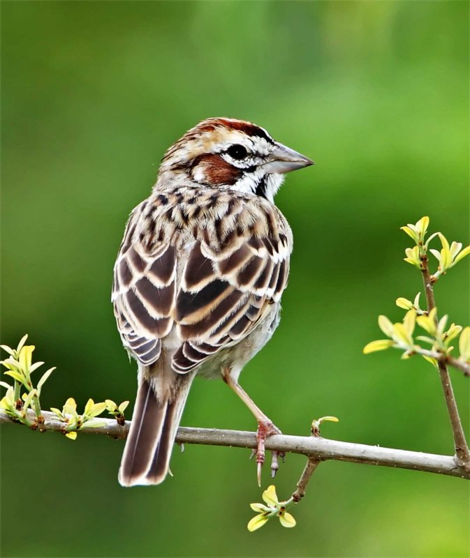 Lark Sparrow_6994.jpg