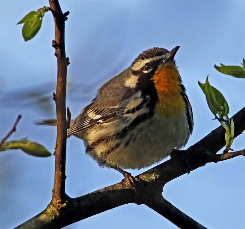 Yellow-throated Warbler_7324.jpg