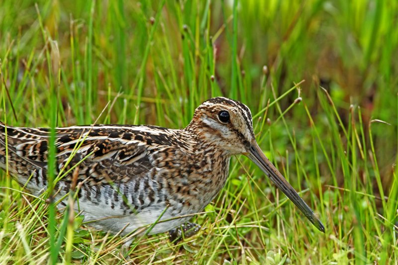 Wilsons Snipe_7347.jpg