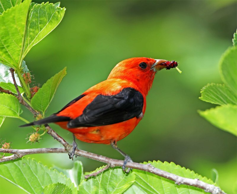 Scarlet Tanager - male_7675.jpg