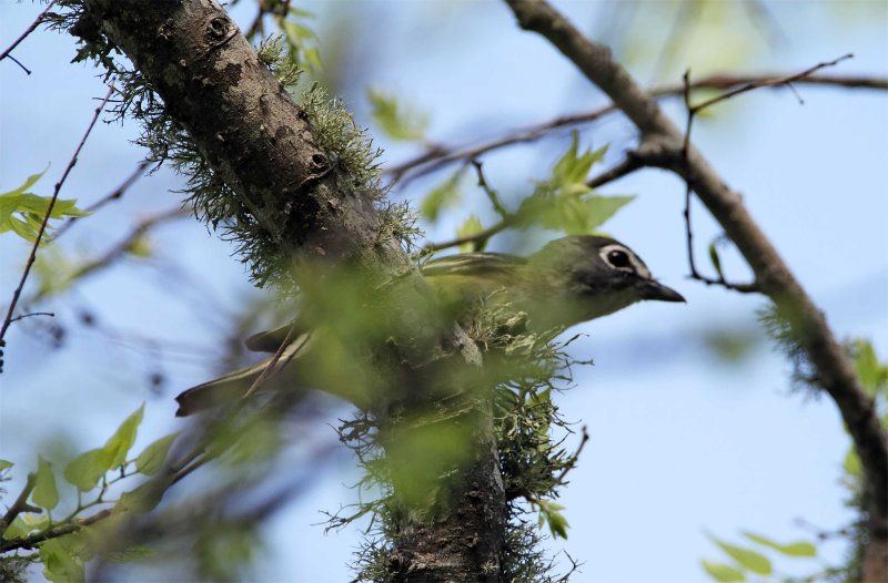 Blue-headed Vireo_7791 copy.jpg