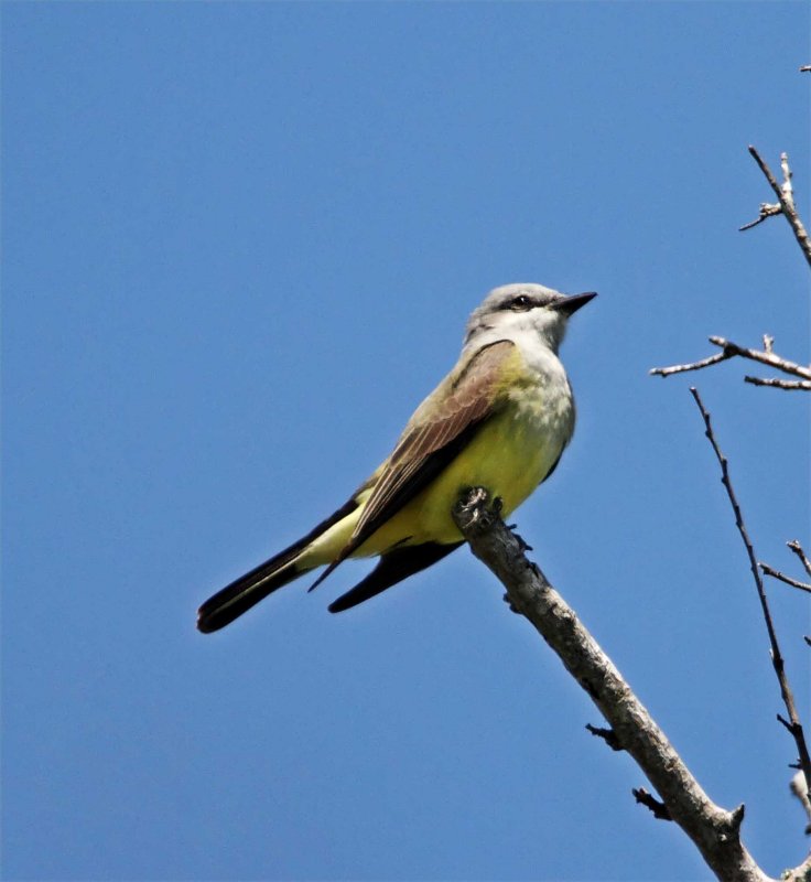 Western Kingbird_7739.jpg