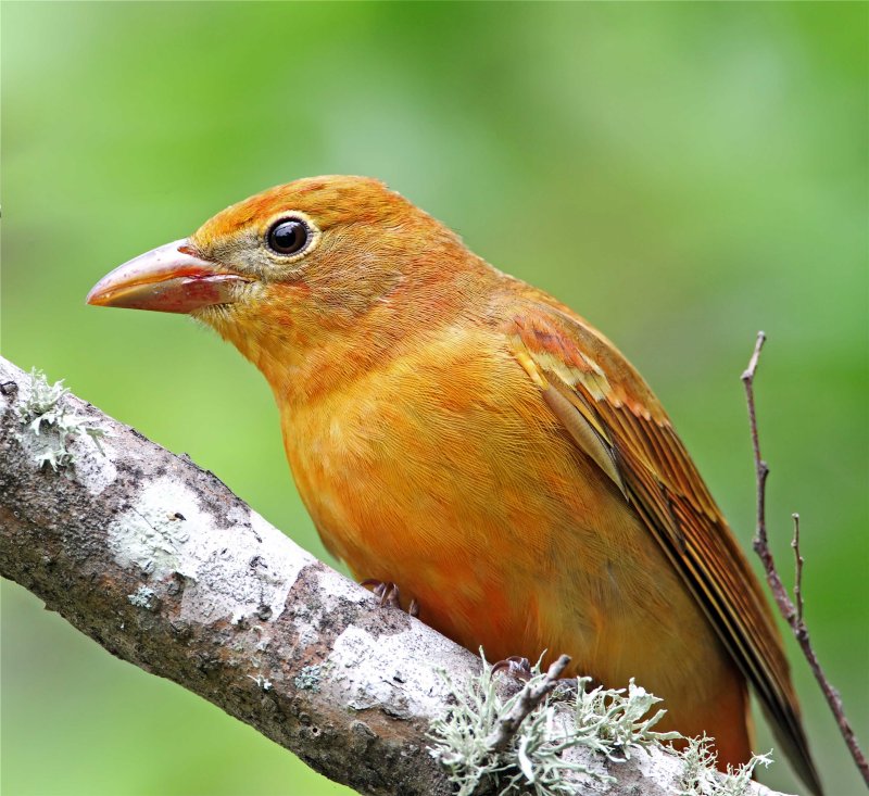 Summer Tanager - female_7862.jpg
