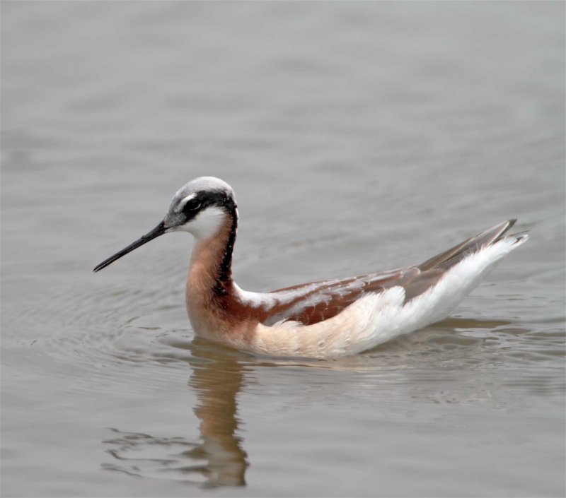 Wilsons Phalarope - breeding female_8296.jpg