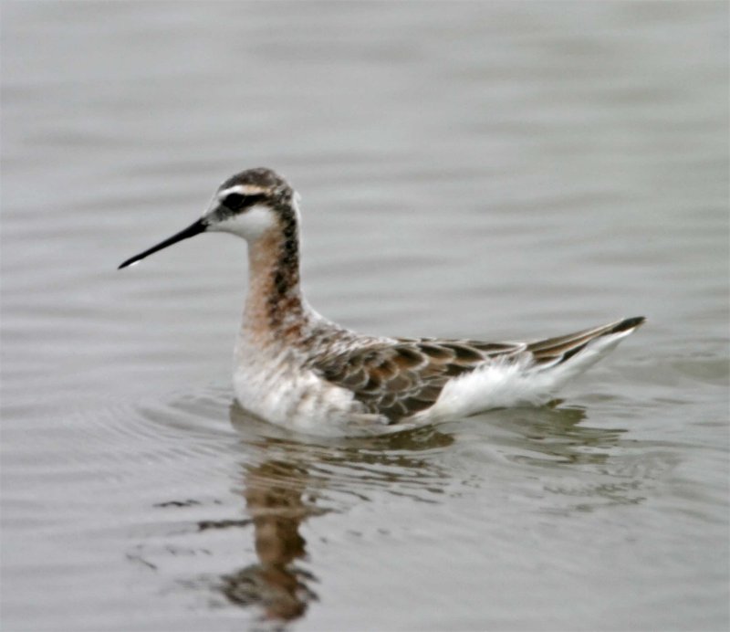 Wilsons Phalarope - breeding male_8224.jpg
