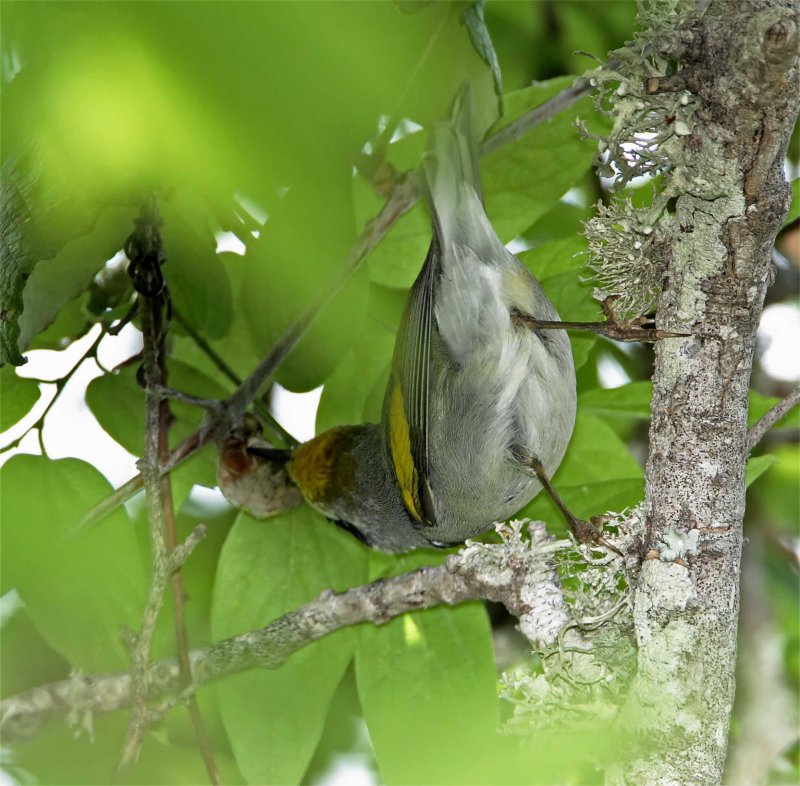 Golden-winged Warbler_8498.jpg