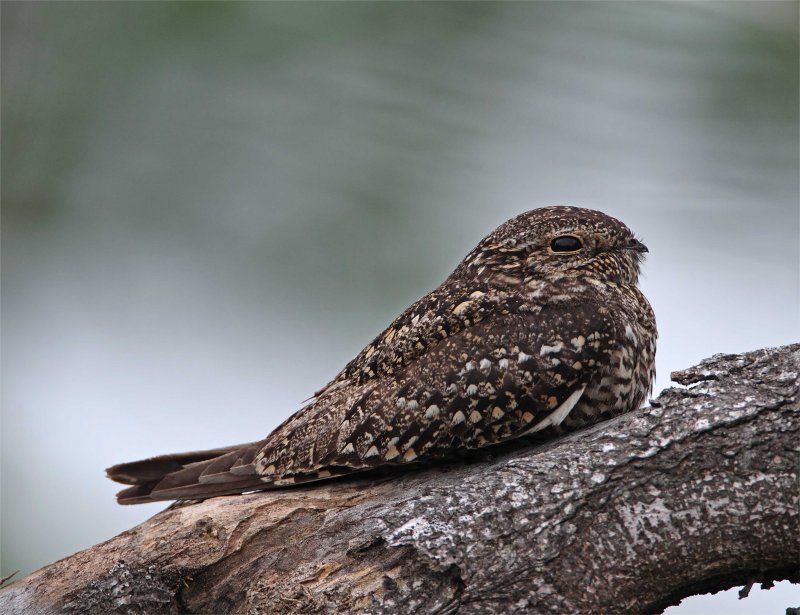 Lesser Nighthawk - female_8546.jpg