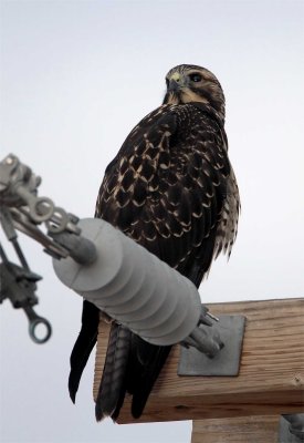 Swainson's Hawk - juvenile intermediate morph_3745.jpg