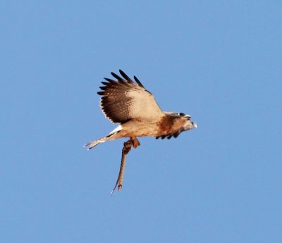 Swainsons Hawk with snake_3918.jpg