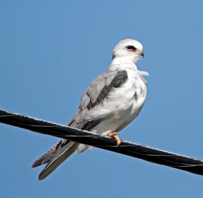 White-tailed Kite - adult_4847.jpg