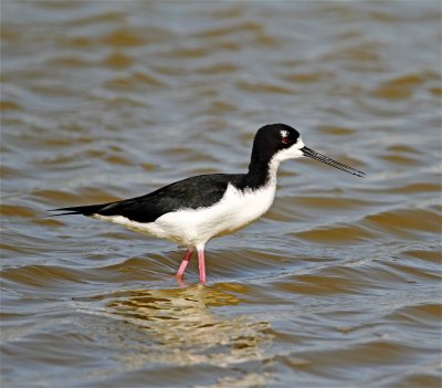 Black-necked Stilt_5070.jpg