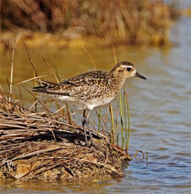 Pacific Golden-Plover - non-breeding_4959.jpg