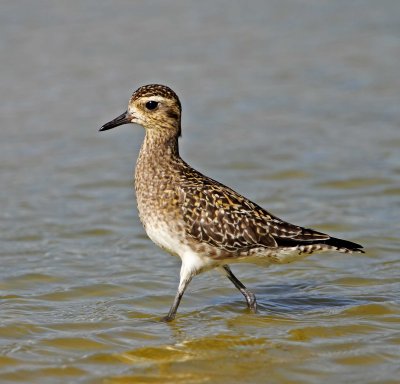 Pacific Golden-Plover - non-breeding_5030.jpg