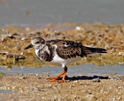 Ruddy Turnstone - non-breeding_4961.jpg