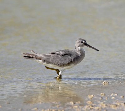 Wandering Tattler - non-breeding_5115.jpg