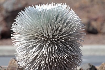 Haleakala Silversword_5396.jpg