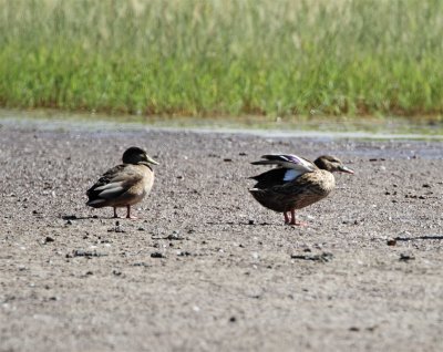 Hawaiian Duck_5304.jpg