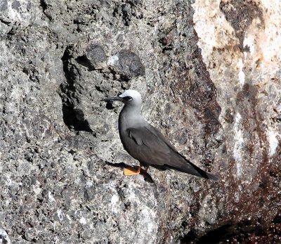 Black Noddy_5679.jpg