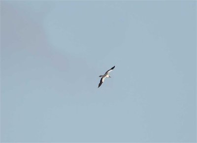 Red-footed Booby - immature_5996.jpg