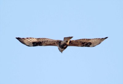 Rough-legged Hawk - juvenile_6366.jpg