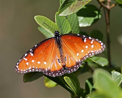 Queen Butterfly - male_6168.jpg
