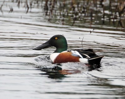 Northen Shoveler - male_6581.jpg