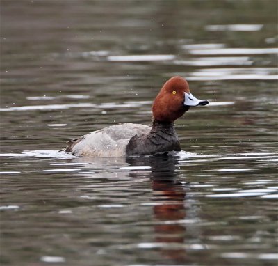 Redhead - male_6592.jpg