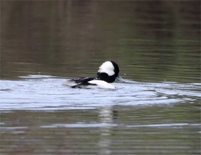 Bufflehead - male_6604.jpg