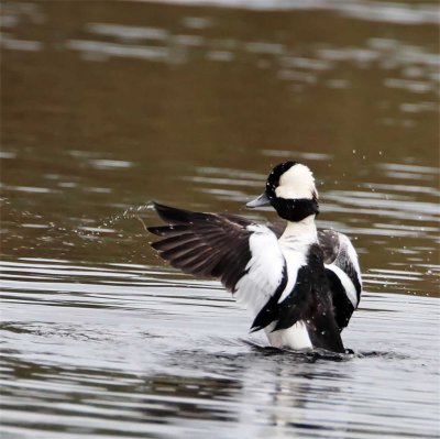 Bufflehead_6557.jpg