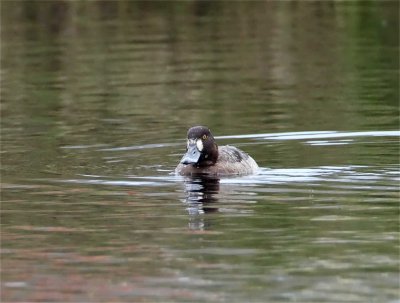 Lesser Scaup - female_6573.jpg