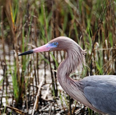 Reddish Egret - breeding_6624.jpg