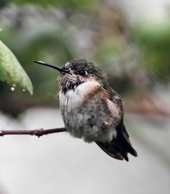 Calliope Hummingbird - juvenile male_6704.jpg