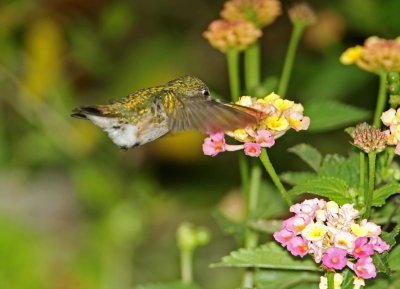 Calliope Hummingbird - juvenile male_6663.jpg