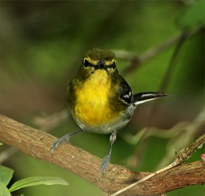 Yellow-throated Vireo_6635.jpg