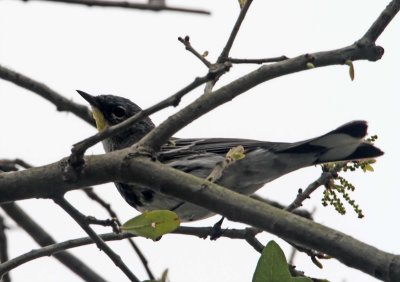 Audubon's Warbler - male breeding_6728.jpg