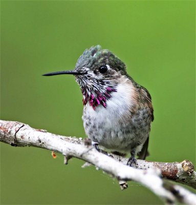 Calliope Hummingbird - juvenile male_7007.jpg