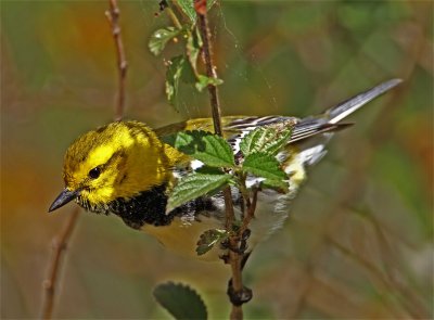Black-throated Green Warbler - male_6951.jpg