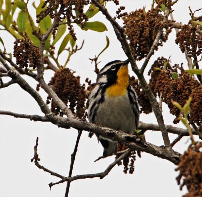 Yellow-throated Warbler_7180.jpg