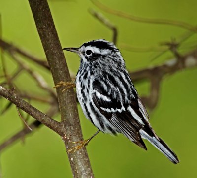 Black-and-white Warbler - male_6819.jpg