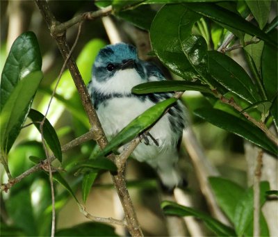 Cerulean Warbler - male_7246.jpg