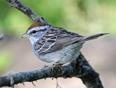 Chipping Sparrow_7629.jpg