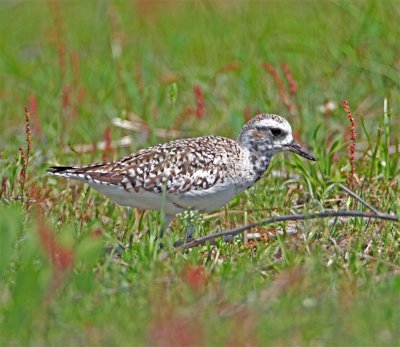 American Golden Plover_7735.jpg