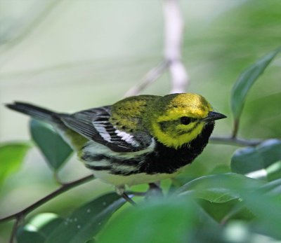 Black-throated Green Warbler - male_8017.jpg