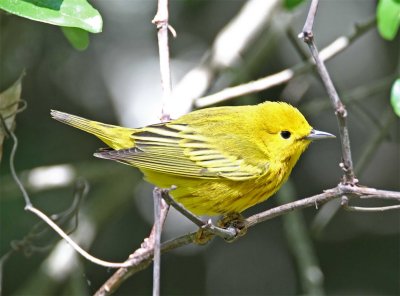 Yellow Warbler - male_8046.jpg