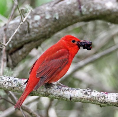 Summer Tanager_7885.jpg