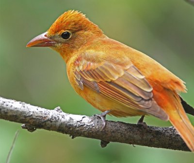 Summer Tanager - female_7874.jpg