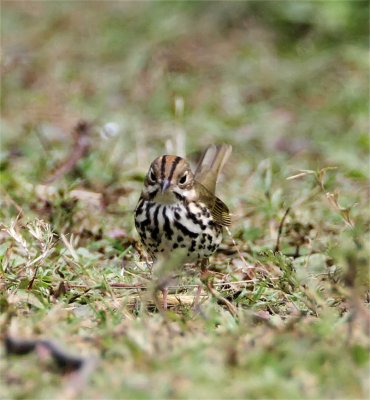 Ovenbird_8086.jpg