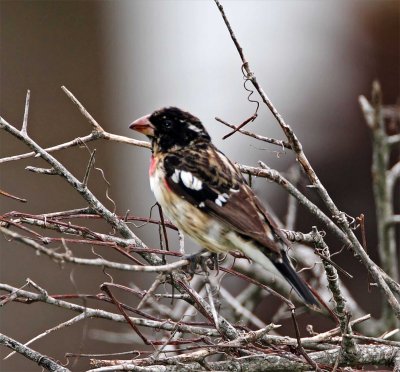 Rose-breasted Grosbeak - 1st year male_8116.jpg